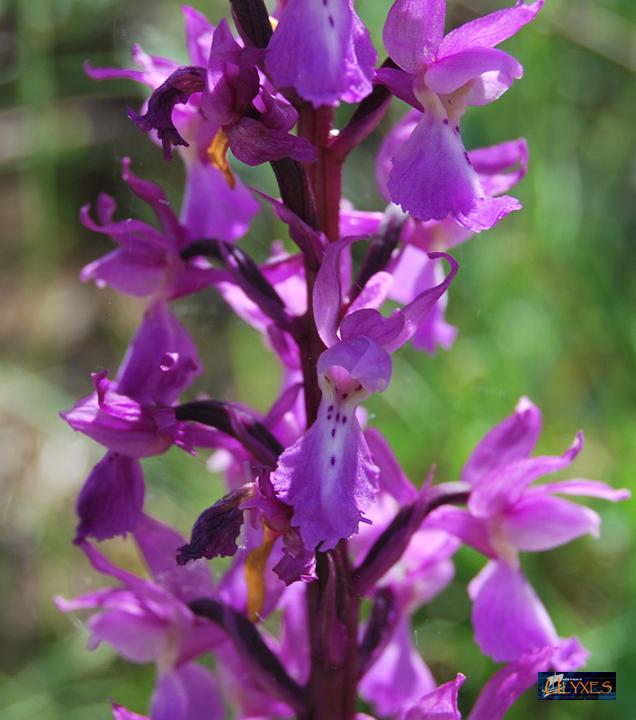 orchis mascula .JPG